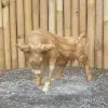 Product image 6 of the product “Walk bull head down made from suar wood, 30cm Height and 50cm Length ”